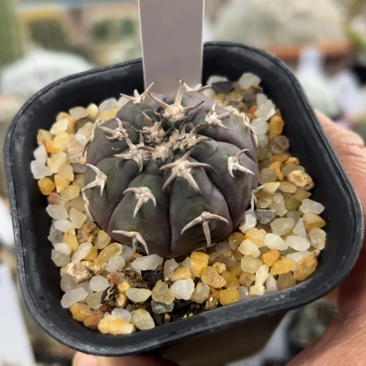 139号实生猫爪4厘米