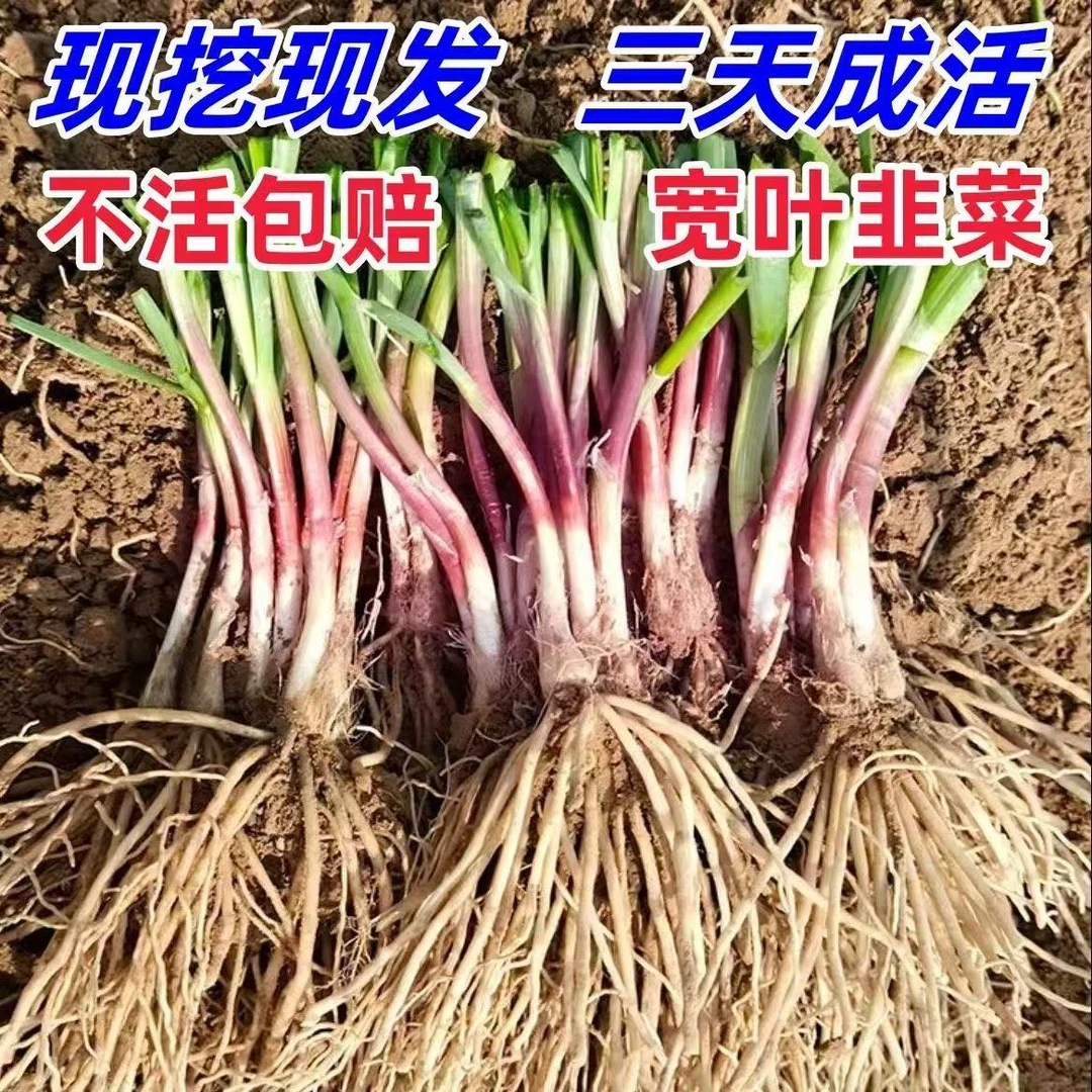 新韭菜根香韭菜根小叶韭菜根大叶韭菜根四季可栽好养活的庭院绿植