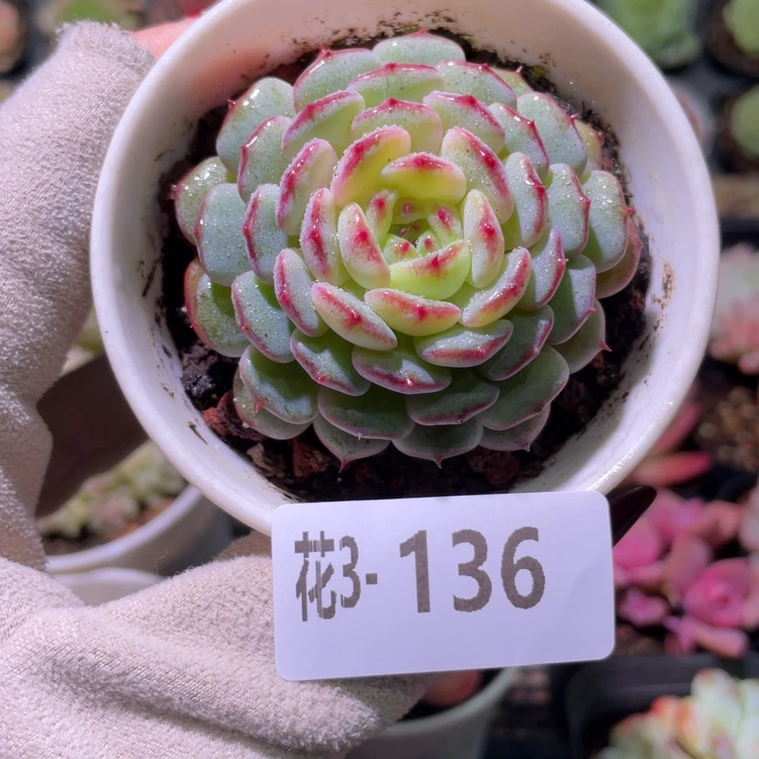 花利美3-136哈尼单头