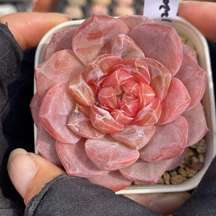 1220-602，粉魄多肉