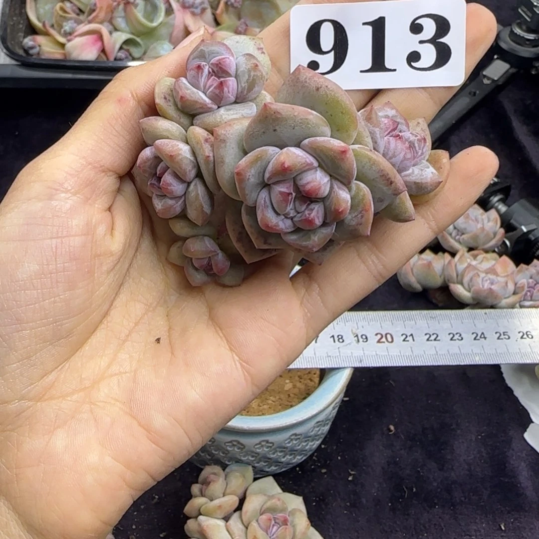 星影5头无根一物一拍913