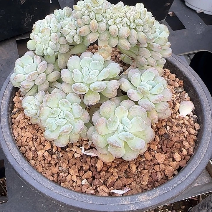 太***阳青蛙王子儿童牙膏套装11