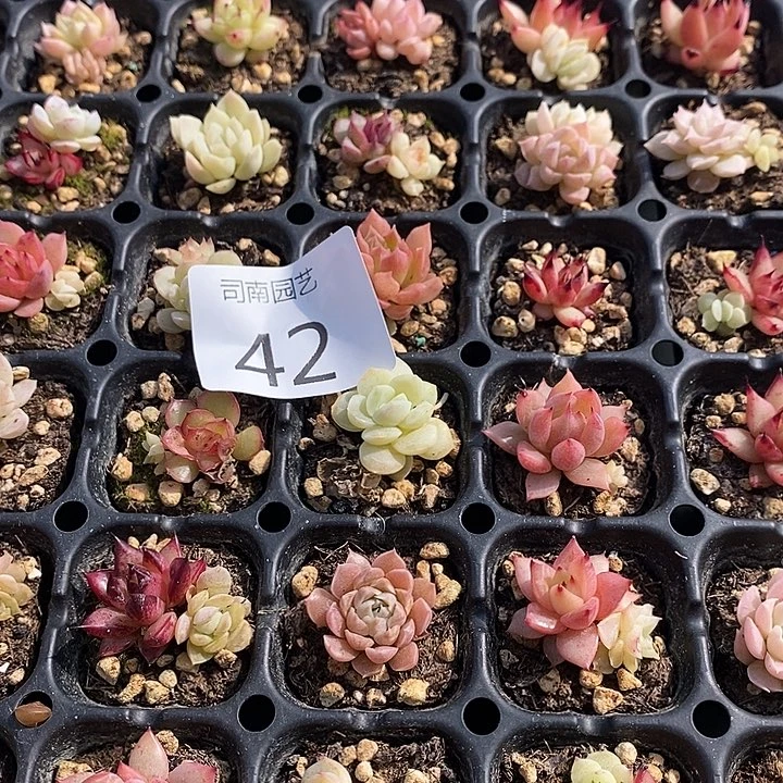 42 多肉植物盆栽花卉