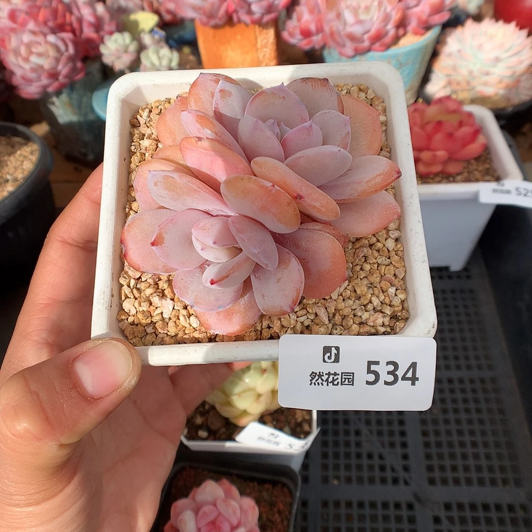 534奶茶多肉植物666