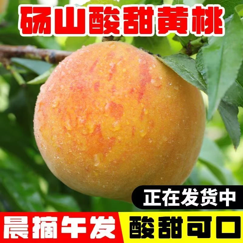 正宗砀山黄桃19号酸甜多汁新鲜水果当季可做黄桃罐头安徽现摘现发