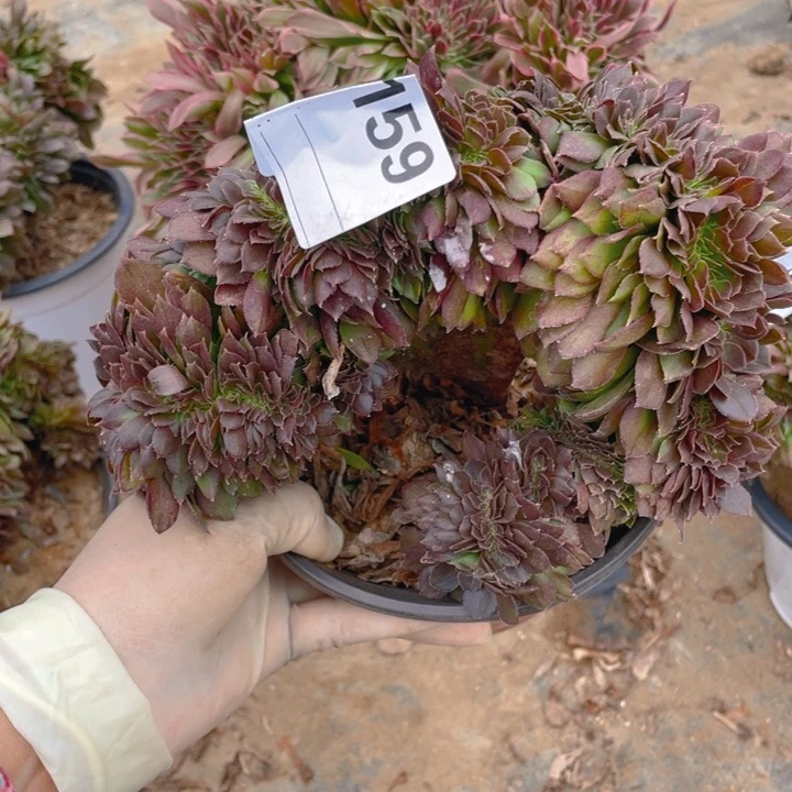 多肉沙拉碗缀化759