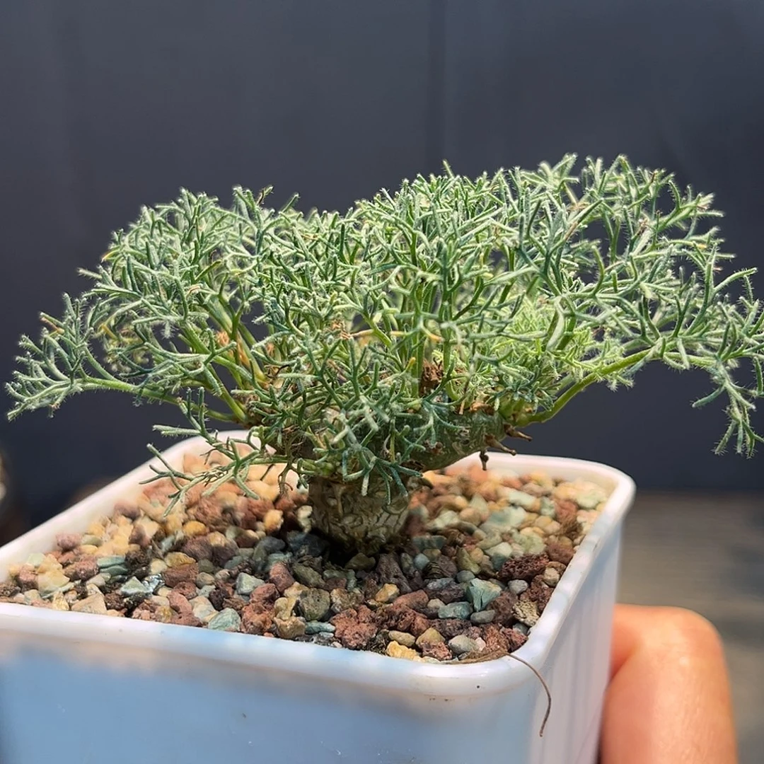 白皮月界Zzzzzzzzzzzzzzzz