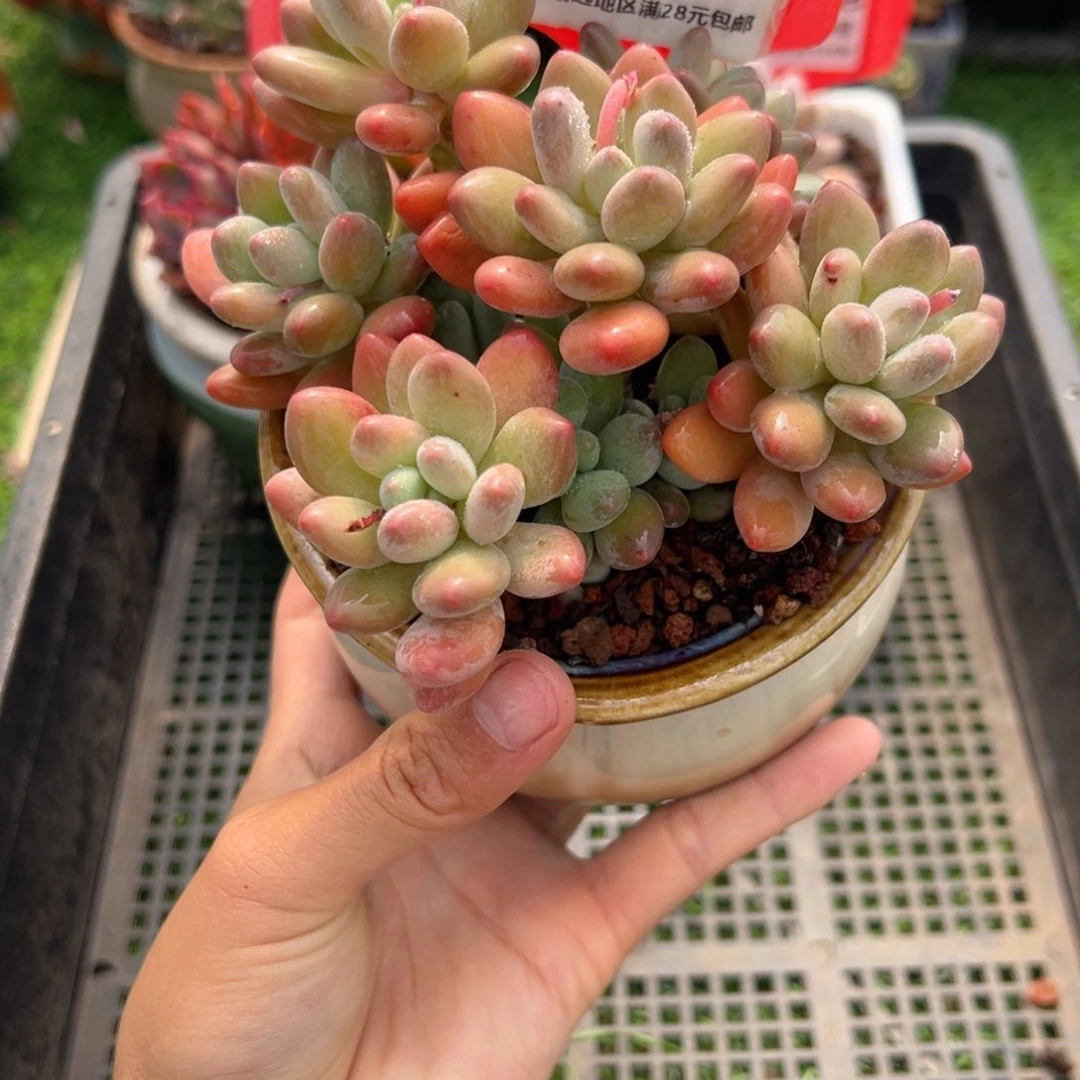 表妹精品多肉2864.