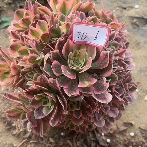 多肉植物白凤273