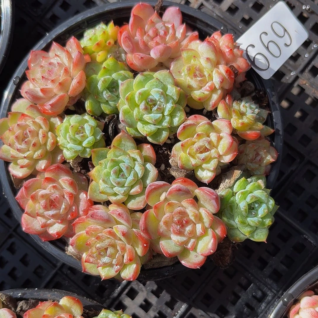 多肉植物多肉植物669