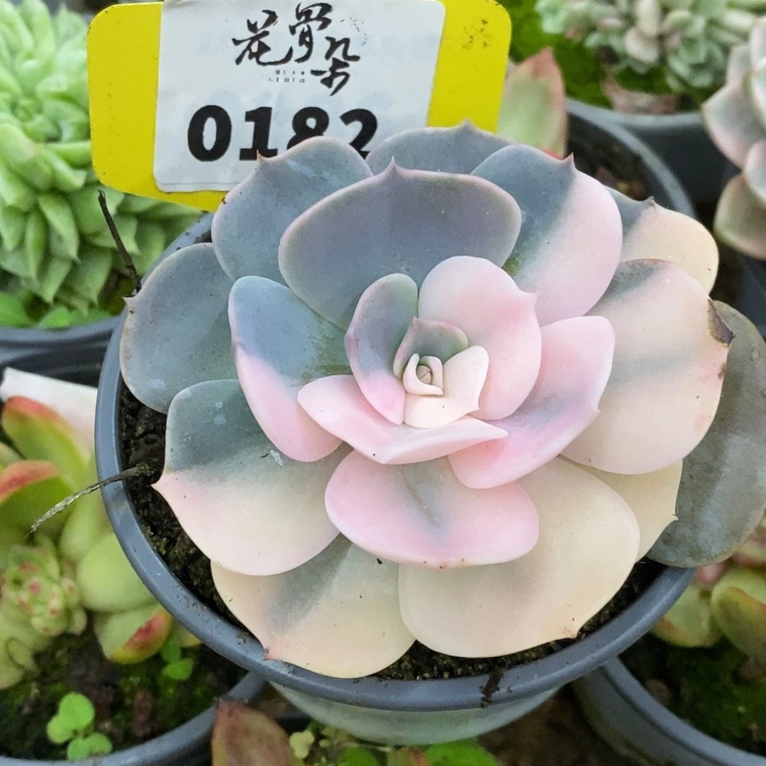 185哈哈哈哈哈哈哈