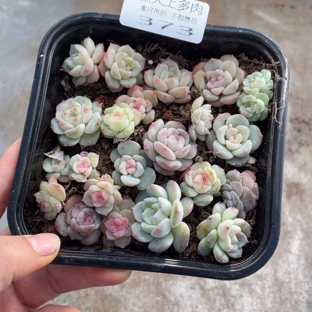 糕大上多肉植物373