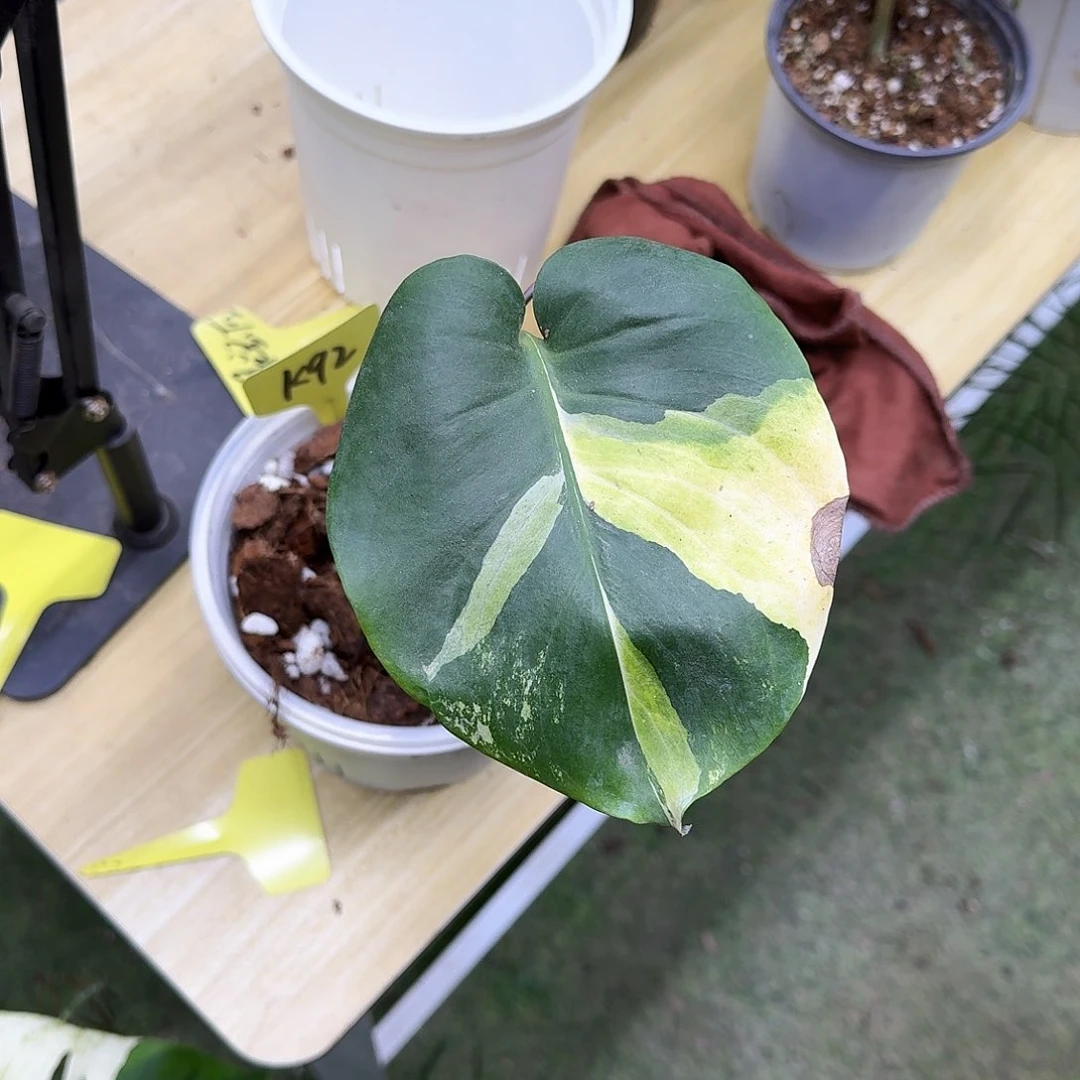 无花朵养****乔变色龙薄荷K92