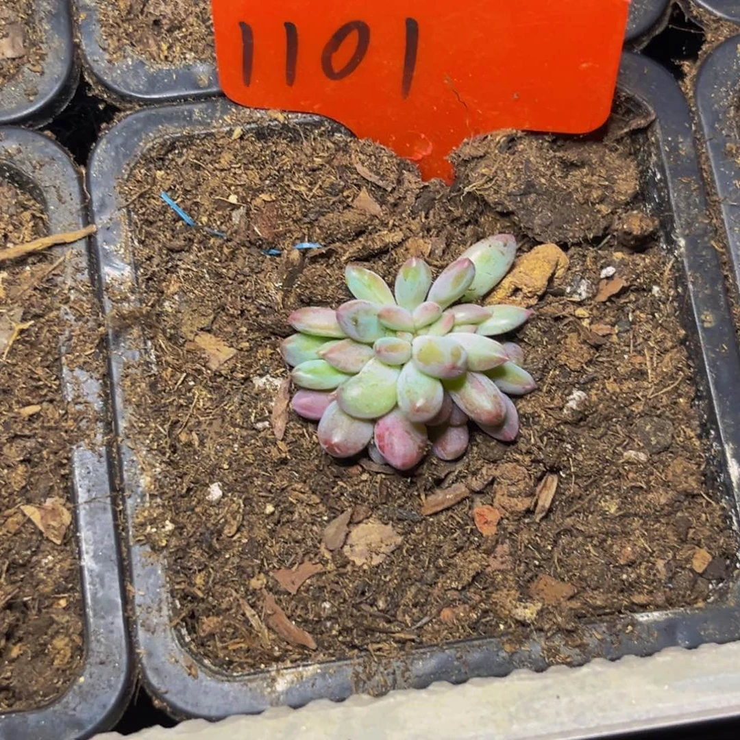 1101下午多肉植物群生