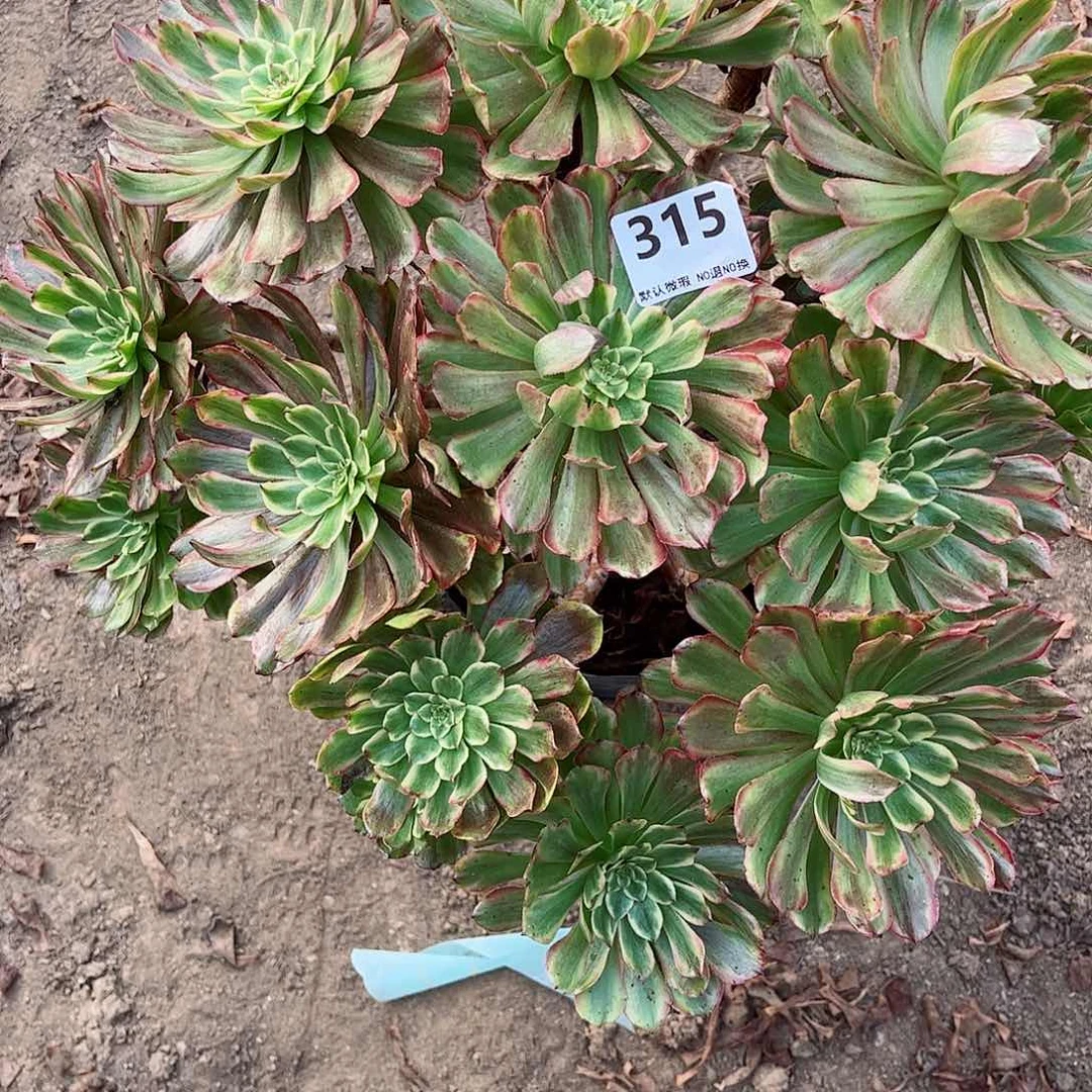 无花朵多肉植物315