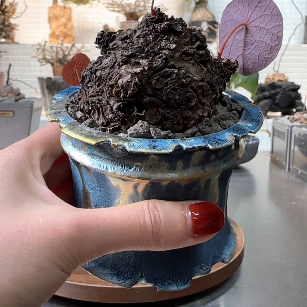 紫脉一叶龟一物一拍