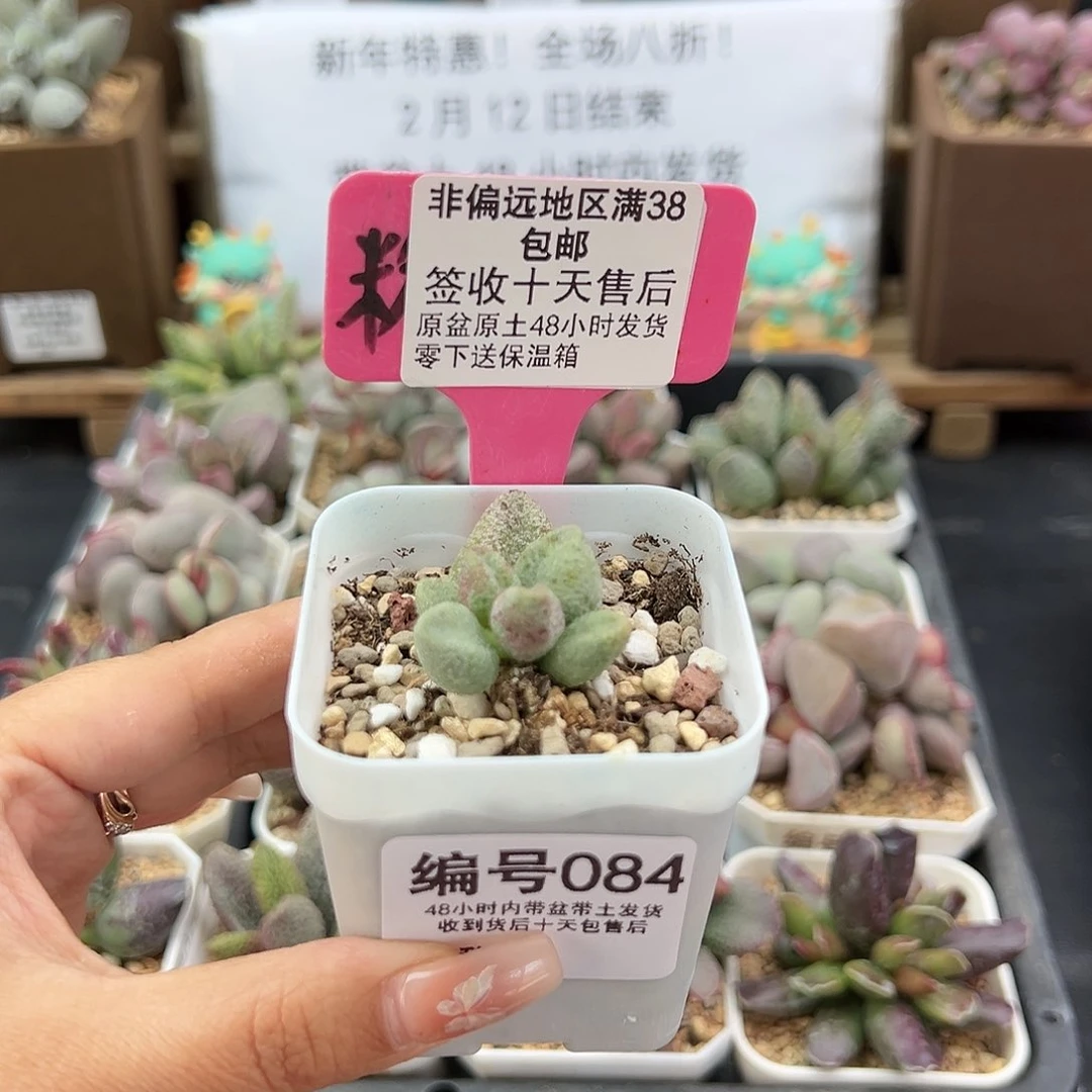 084银之卵多肉植物