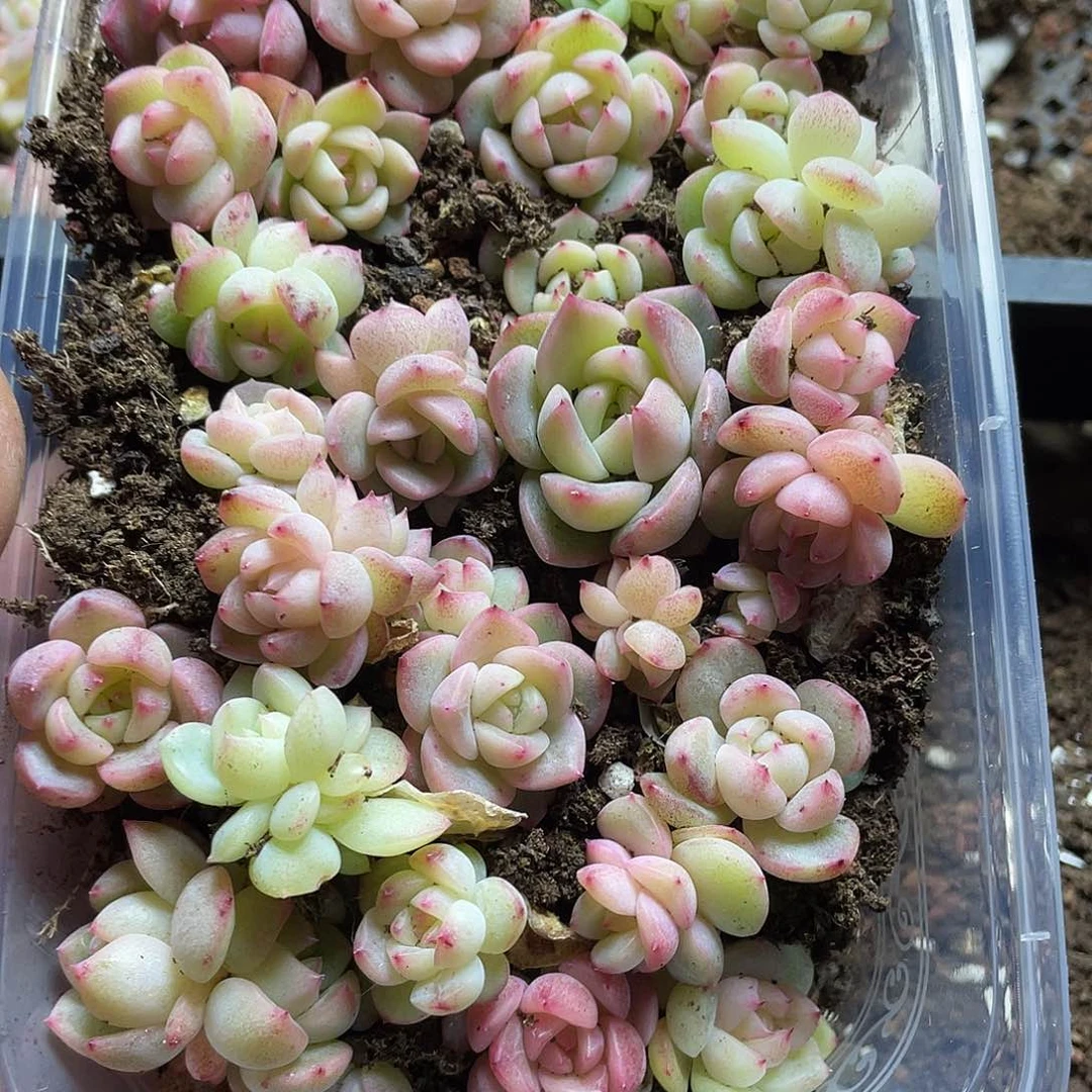 多****富云系列珍妮混一物一拍093