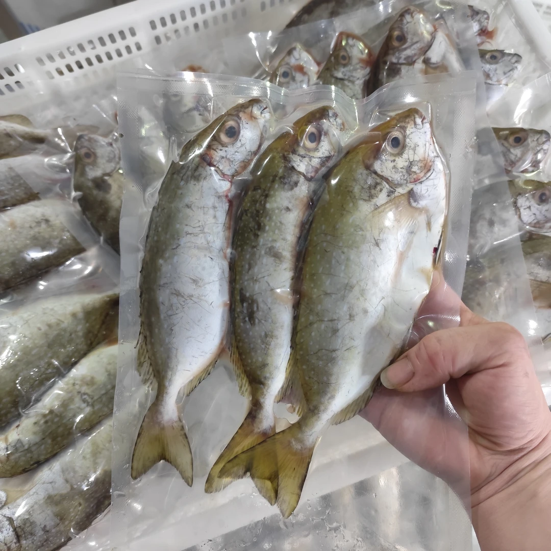 汕尾马宫本港-靓货海鱼，无杂细小刺真空打包，顺丰发货次日达