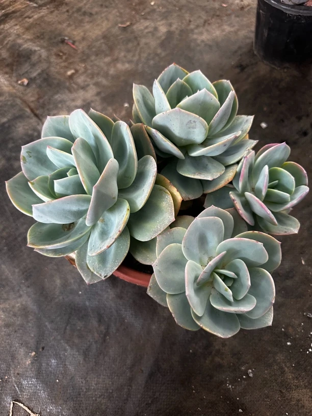 1盆多肉植物白凤老桩造型多头发货（偏远地区不发货）