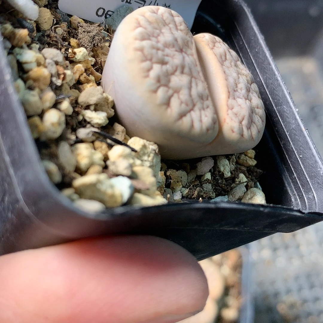 H167多肉植物保护研究所