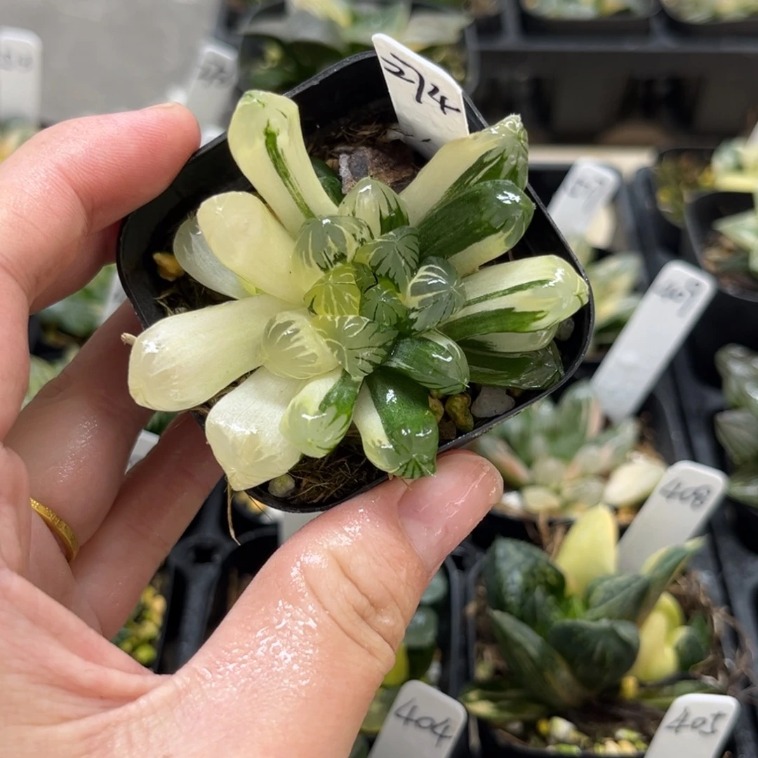 274残雪玉露锦一物一拍