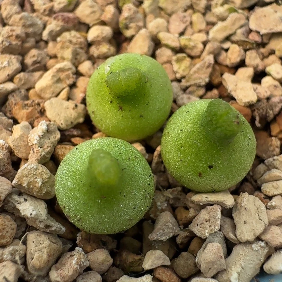 627小葫芦一颗脱土发货00000