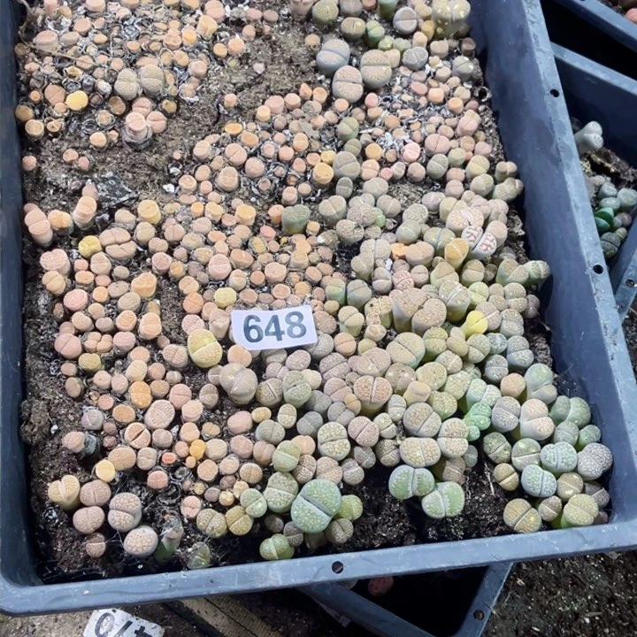 648 生石花一物一图如图