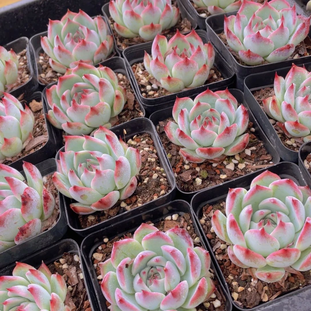 205号 吉娃娃单头一个