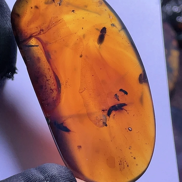 琥珀裸石未镶嵌虫窝