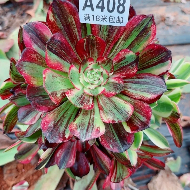 多肉法师伯爵朵朵