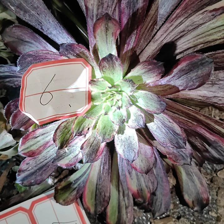 法师锦同花顺6好看