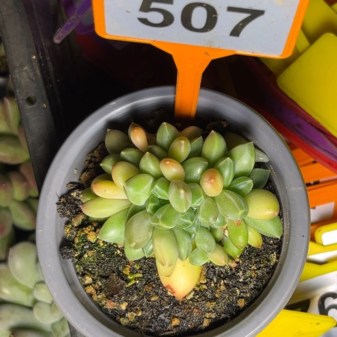 多肉植物莫吉托507
