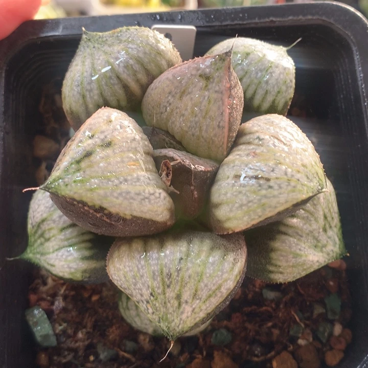 1号巨大化娜塔莉青蟹寿
