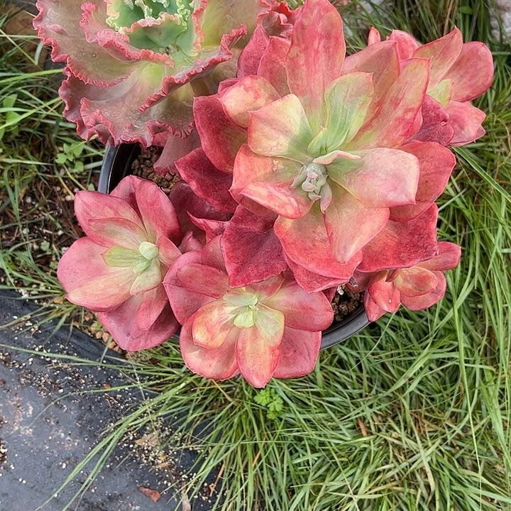 寄养多肉植物一物一拍