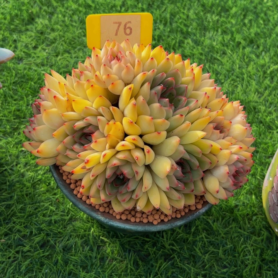 刘*白黄体荷花小老桩76