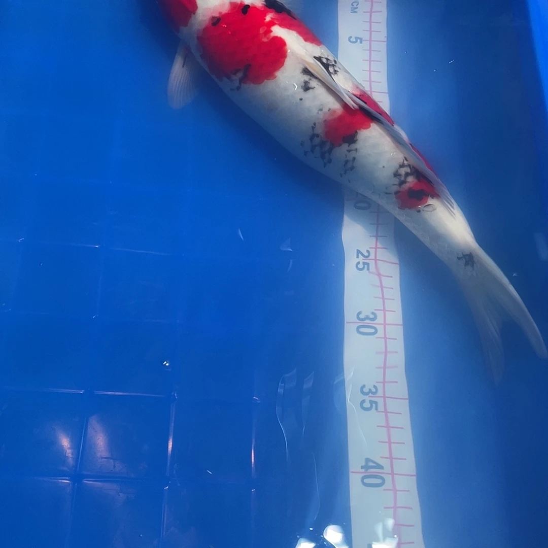 蓝***暴海水鱼大正锦鲤1条