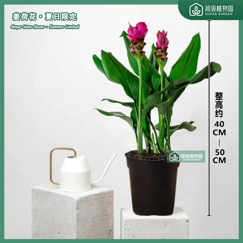 【40-50高2-4花】驱蚊姜荷花带花苞花开如莲根似姜花卉好养绿植