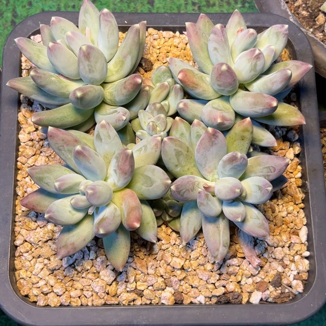 苍***孩苍哥美人寄养多肉植物