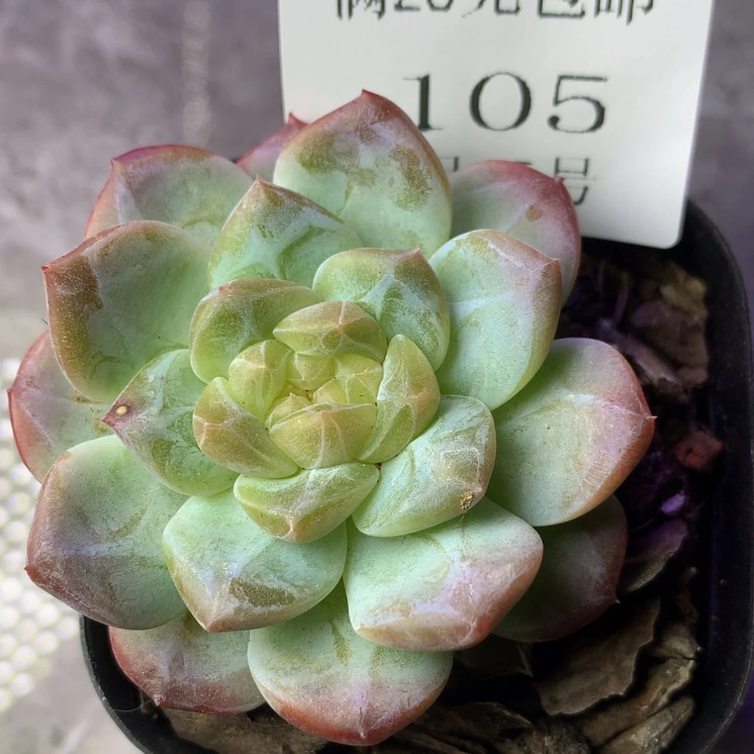 【闪购商品】云105号