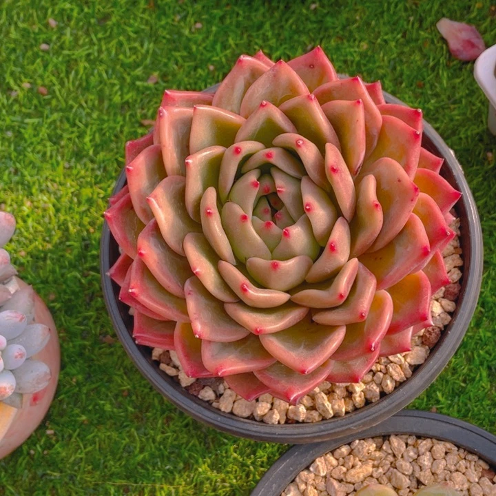 谢谢你的支持00000038