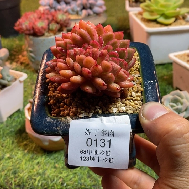 0131啊啊啊啊啊啊啊啊啊啊