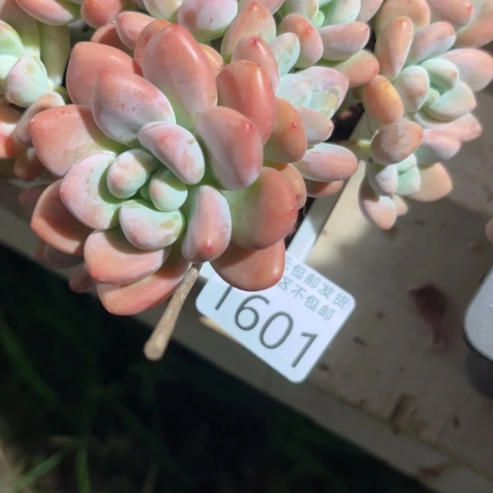 心***এ大1601hhujjjjjiiii