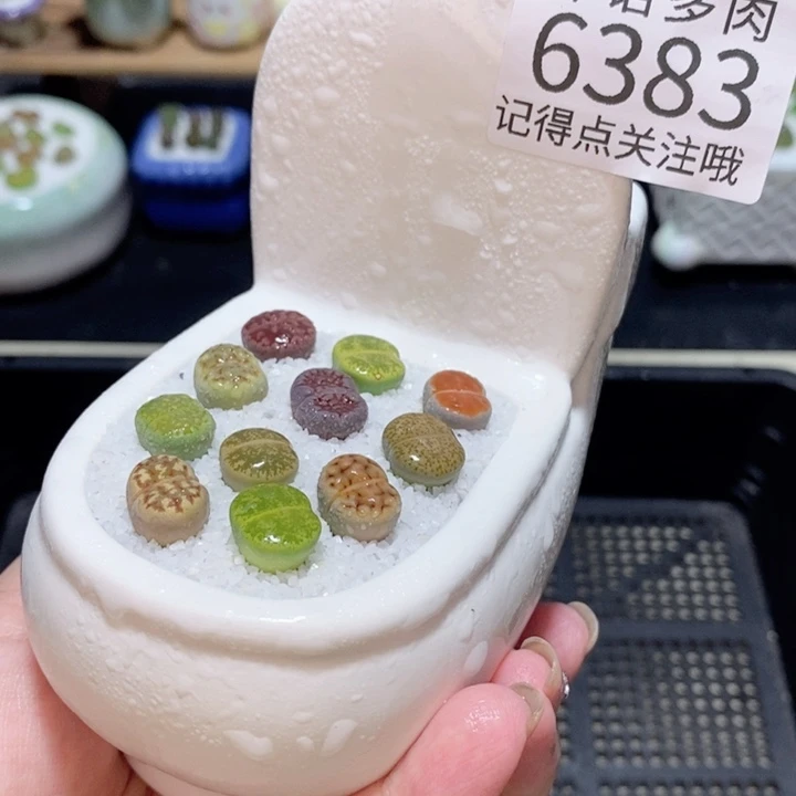 带盆土发货 精美盆栽 6383