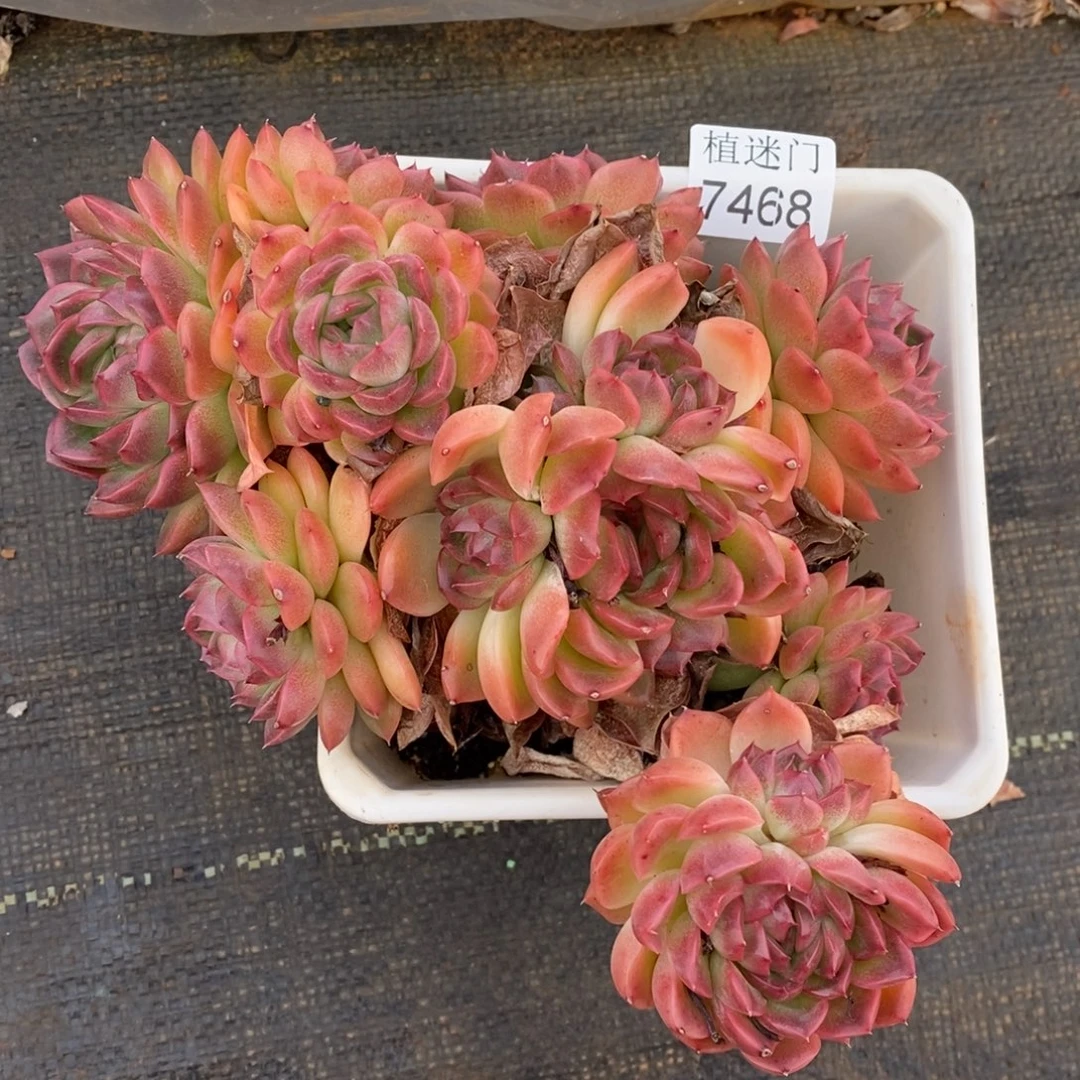 淡***心不包整散掉头7468~15厘米