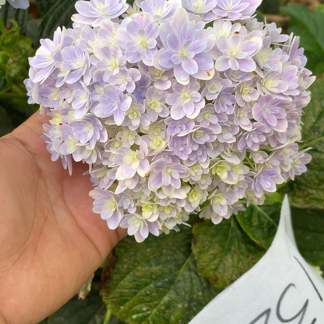 绣球切花一物一拍3枝起包邮，132