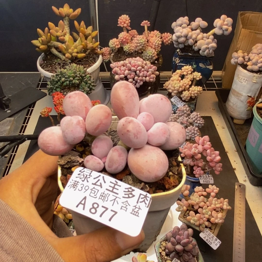 877水光针多肉7c m