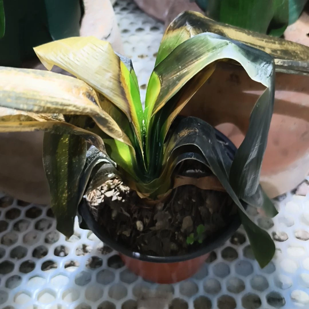 小***兵完全开放绿佛手残叶特惠苗一颗