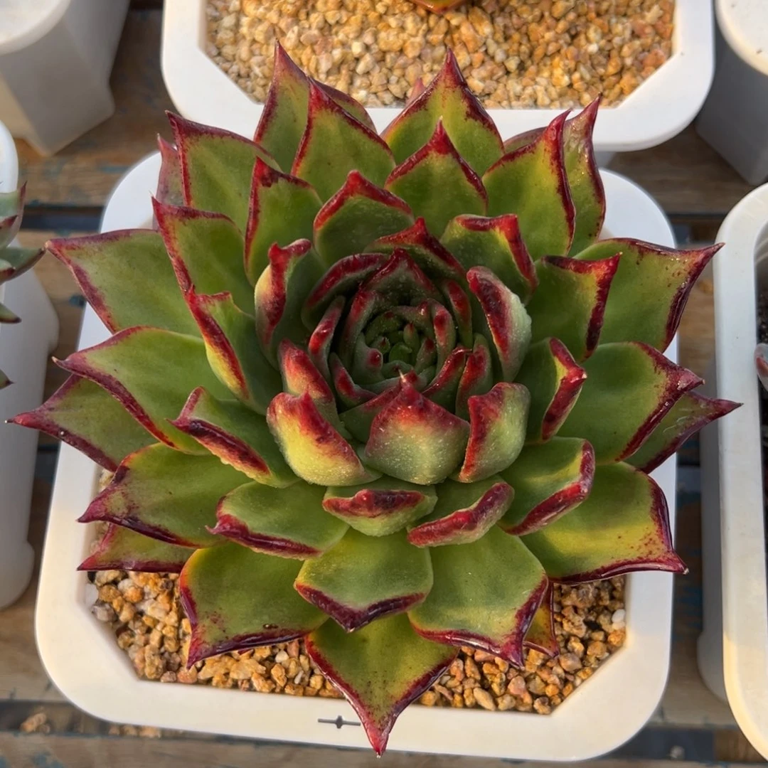 多肉植物一物一拍（27号）