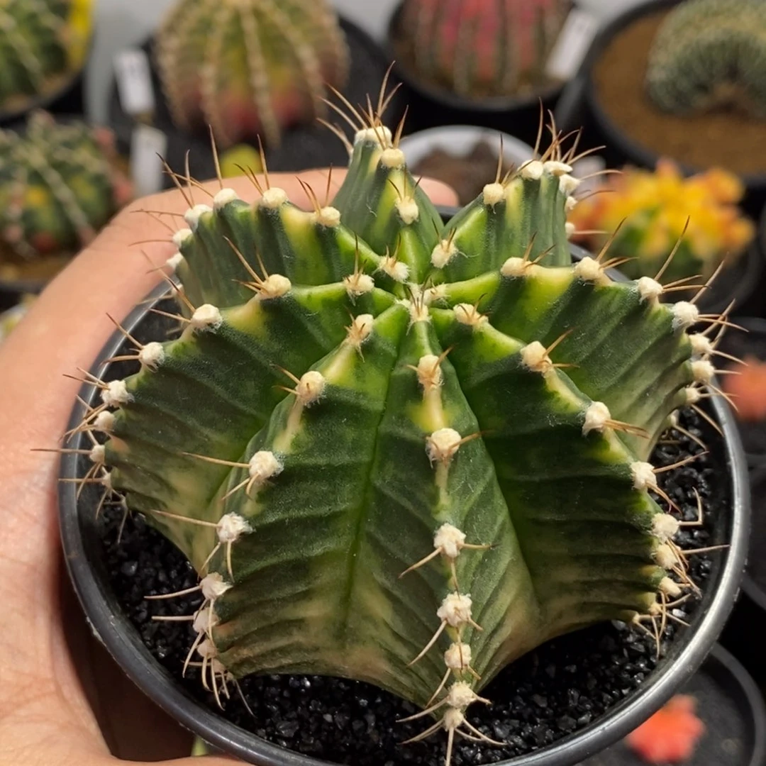 泰系全品米哈—（双11特价）30